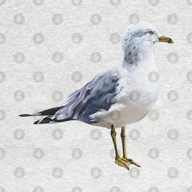 Ring Billed Gull painting (no background) by EmilyBickell